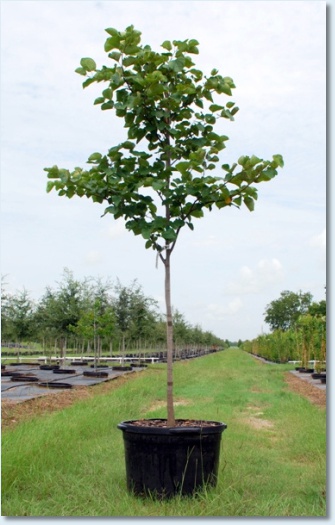 Eastern Redbud