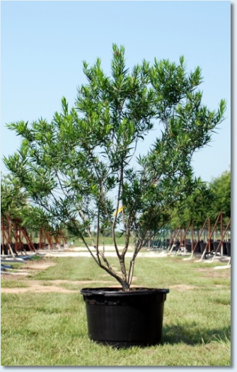 Bubba Desert Willow