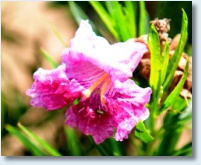 Bubba Desert Willow Flower