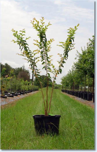 Basham's Party Pink Crapemyrtle