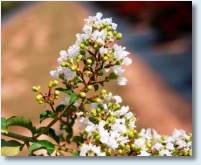 Natchez Crapemyrtle Flower 1