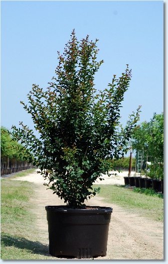 Red Rocket Crapemyrtle