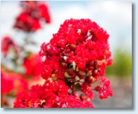 Red Rocket Carpemyrtle Detail