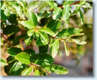 Sarah's Favorite Crapemyrtle Detail 1