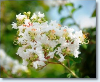 Sarah's Favorite Crapemyrtle Flower 2