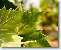 Mexican Sycamore Detail 1