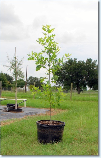 Texas Red Oak