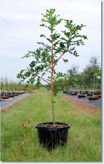 Bur Oak