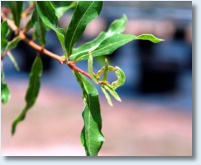 Laurel Oak Detail 1