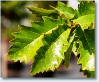 Chinkapin Oak Detail 1