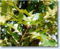 Nuttall Oak Detail