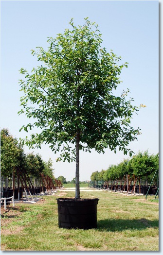 Mexican White Oak