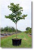 Eastern Redbud