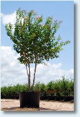 Muskogee Crapemyrtle