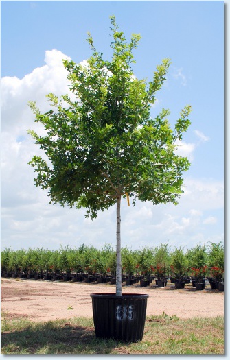 Shumard Red Oak