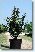 Red Rocket Crapemyrtle