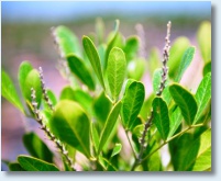 Texas Mountain Laurel Detail 1