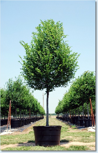 Lacebark Elm