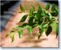 Lacebark Elm Detail 1