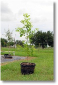 Texas Red Oak