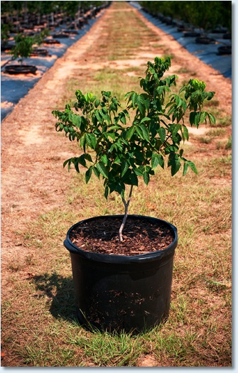 Mexican Buckeye