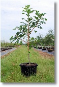 Bur Oak