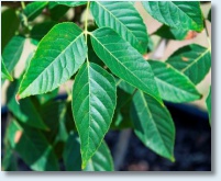 Mexican Buckeye Detail 1