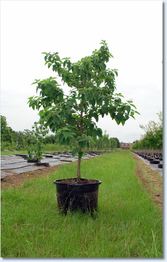 Anacahuita (Mexican Olive)