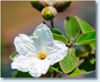 Anacahuita (Mexican Olive) Flower 1