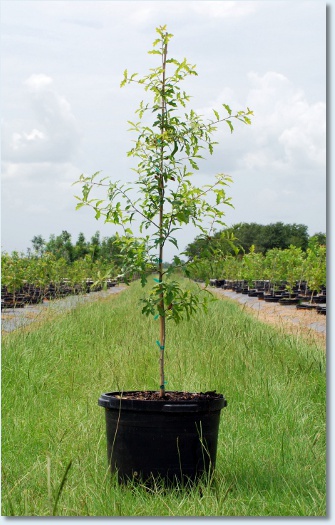 Canby's Red Oak or Sierra Red Oak