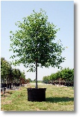 Mexican White Oak