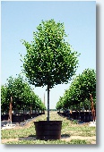 Lacebark Elm