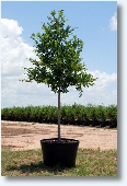 Cedar Elm