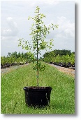 Canby's Red Oak