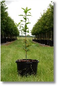 Mexican Evergreen Oak